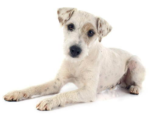 Parson Jack Russel Terrier (pelo curto e sedoso)