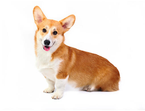 cão Welsh Corgi Pembroke