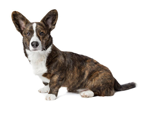 cão Welsh Corgi Cardigan