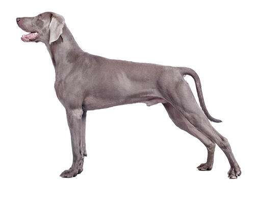 Weimaraner (pelo Curto/Sedoso) Mobile