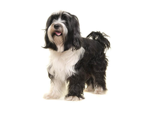 cão Terrier tibetano