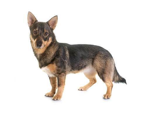 Vallhund Sueco/Spitz dos Visigodos Mobile