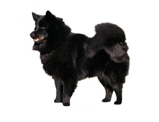 Lapphund Sueco Mobile