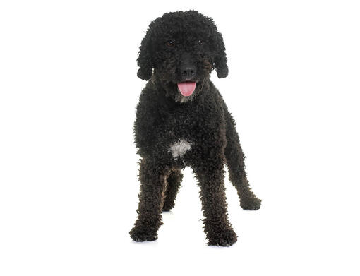 cão de Água Espanhol