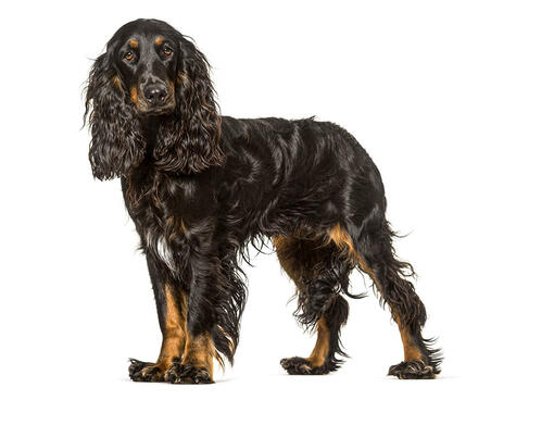 Spaniel de Campo