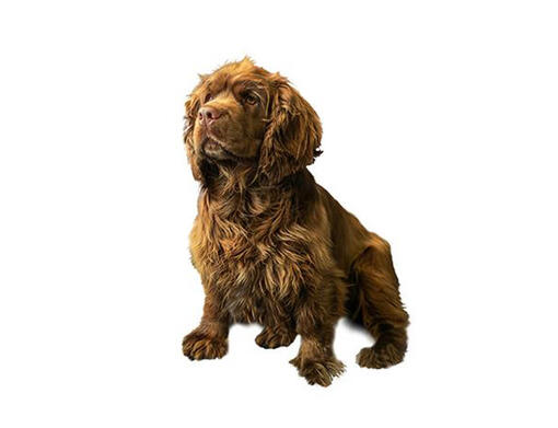 cão Sussex Spaniel