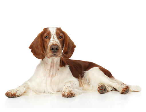 Welsh Springer Spaniel/ Springer Spaniel de Gales Mobile