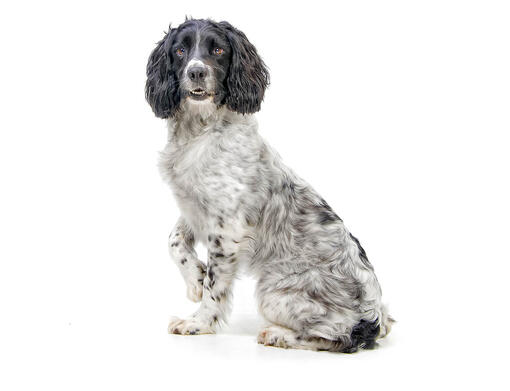 cão Springer Spaniel Inglês
