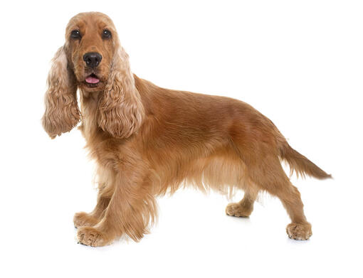 Raças de cachorro: Cocker Spaniel Inglês, Artigos