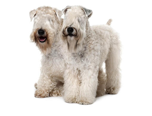 cão soft coated wheaten terrier