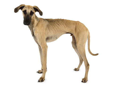 Sloughi (Galgo Marroquino)