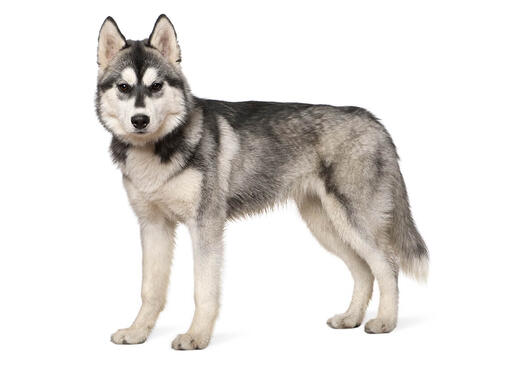 Husky Siberiano