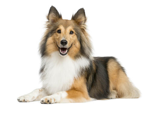 cão Pastor de Shetland