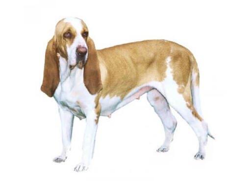 Cão de Caça Italiano de pelo curto e sedoso