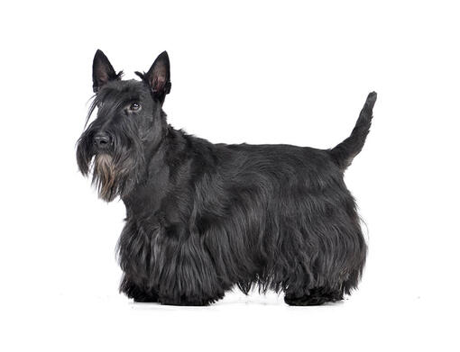 Terrier Escocês