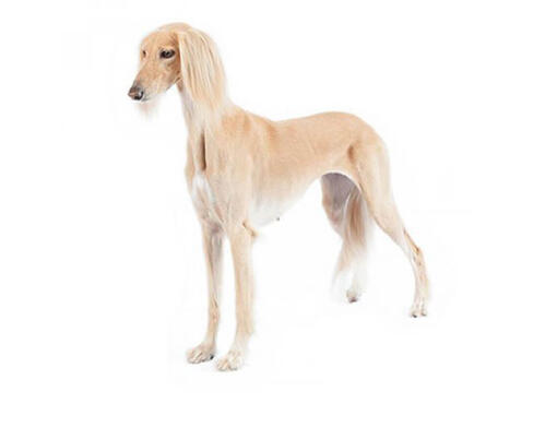 Galgo Persa