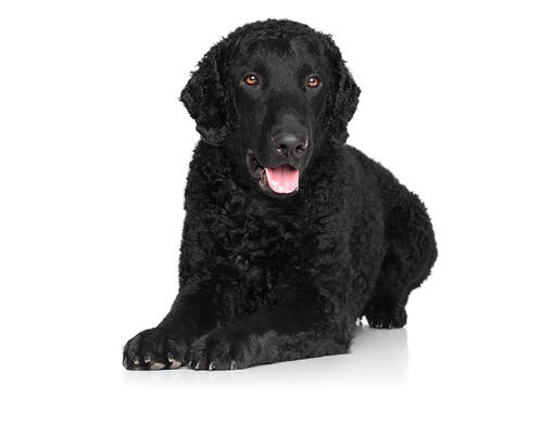 Retriever de pelo Encaracolado