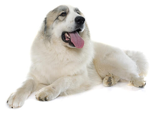 Cão de Montanha dos Pirenéus