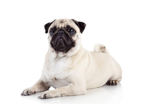 Pug