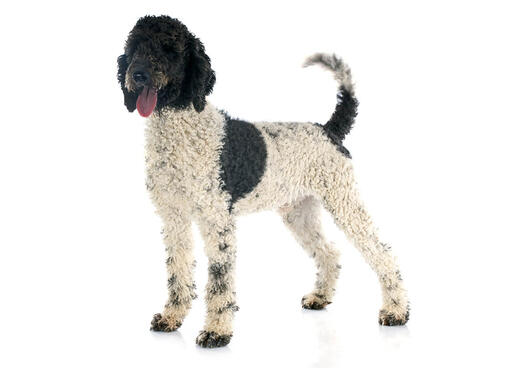 cão de Água Português