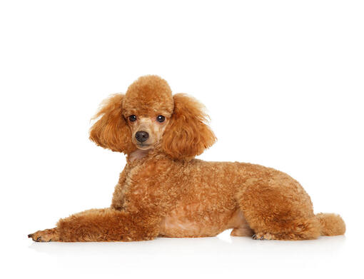 Caniche Miniatura