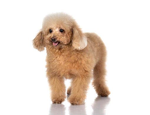 Caniche Anão