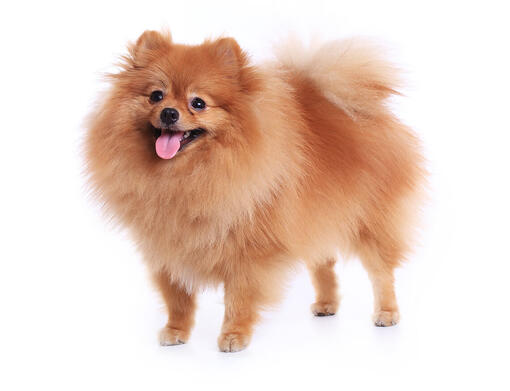 Lulu da Pomerânia