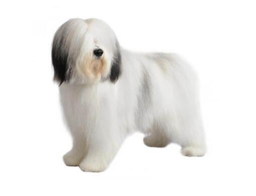 Cão de Pastor Polaco das Planícies