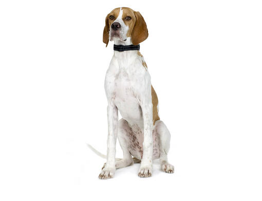 cão Pointer