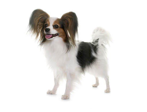 Cão Papillon