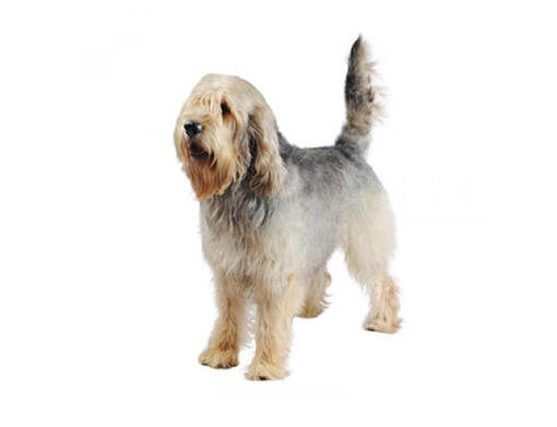Otterhound/Cão de Lontra