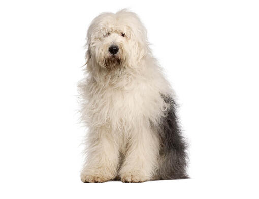 Sheepdog Inglês Velho (bobtail) Imagem de Stock - Imagem de bobo, isolado:  14317501