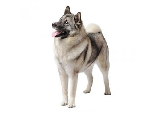 Elkhound Norueguês