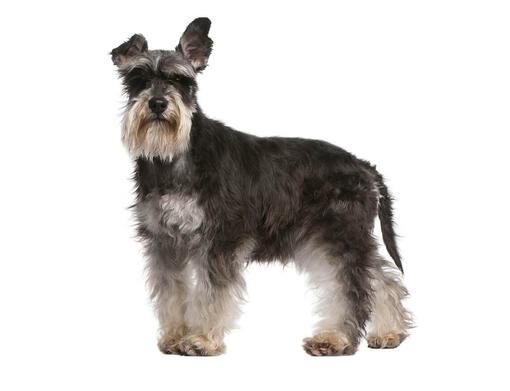 Schnauzer Miniatura