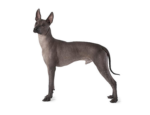 cão Pelado Mexicano