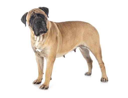 cão Mastiff