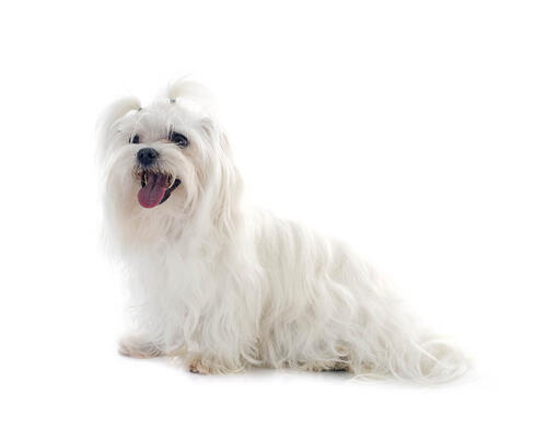 Bichon Maltês