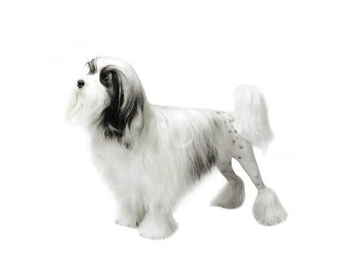 Löwchen (Pequeno Cão Leão)