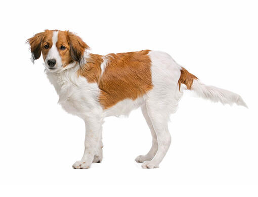 Kooikerhoundje 