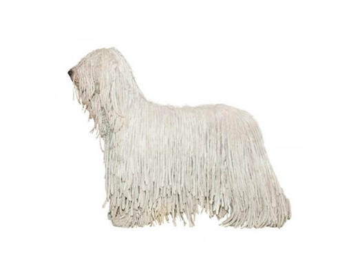 cão Komondor 