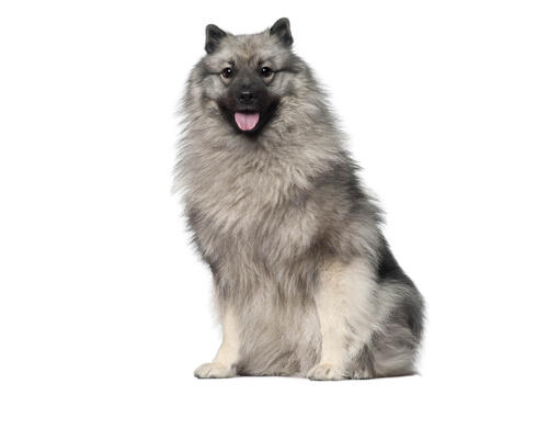 Keeshond 
