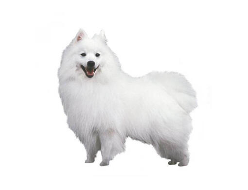 Spitz Japonês