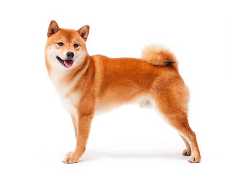 Shiba Inu Japonês