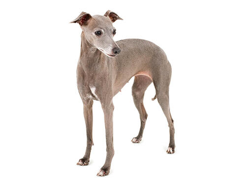 cão galgo italiano 