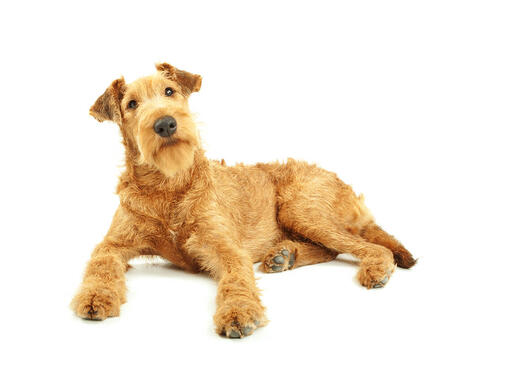 Terrier Irlandês