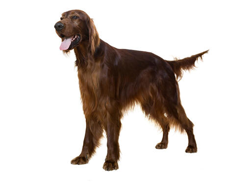 Setter Irlandês