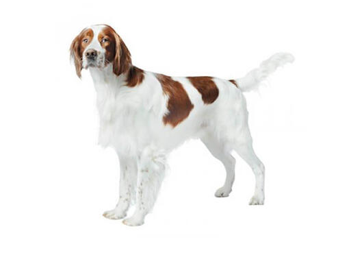 Setter Irlandês vermelho e branco