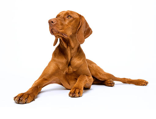 cão Vizsla