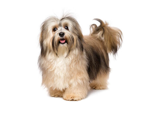 Bichon Havanês