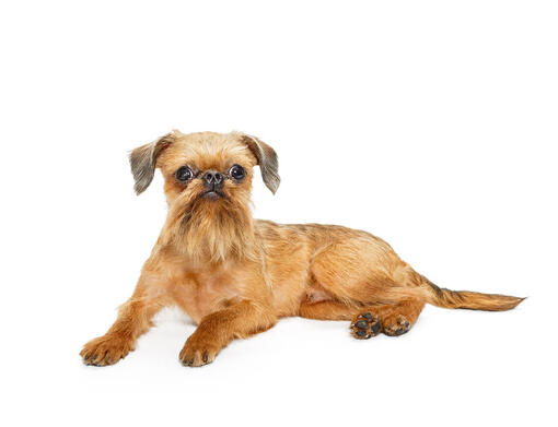 cão Griffon de Bruxelas